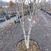 Breza himalájska (Betula utilis) ´JACQUEMONTII´ - výška 230-250 cm, kont. C110L (-24°C)